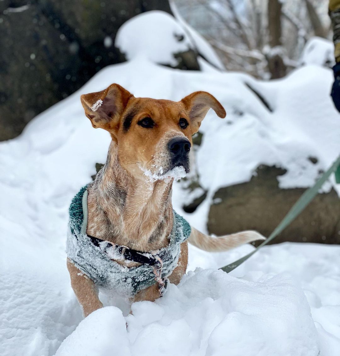 西蒙在雪地里玩