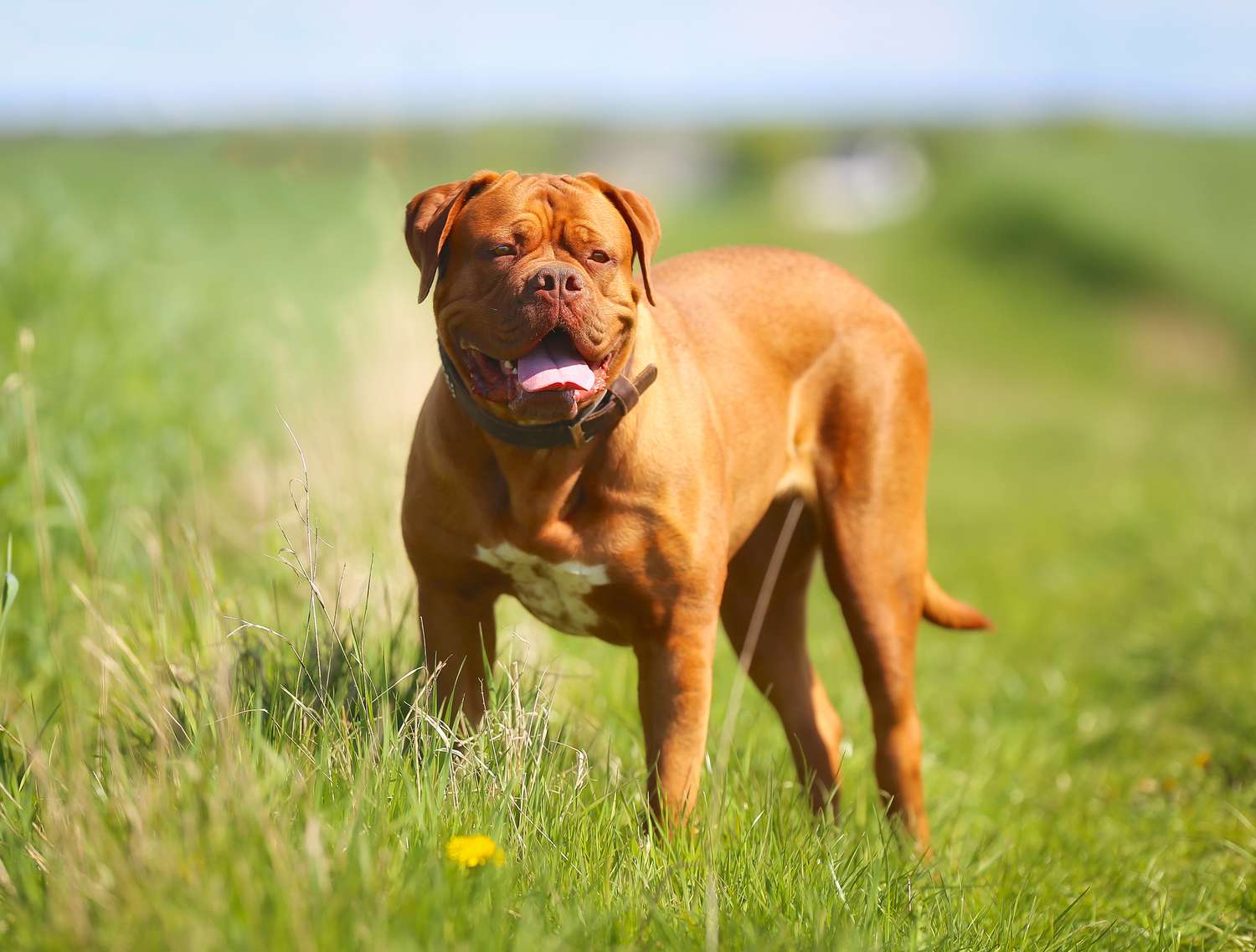 Dogue De Bordeaux站在草地上