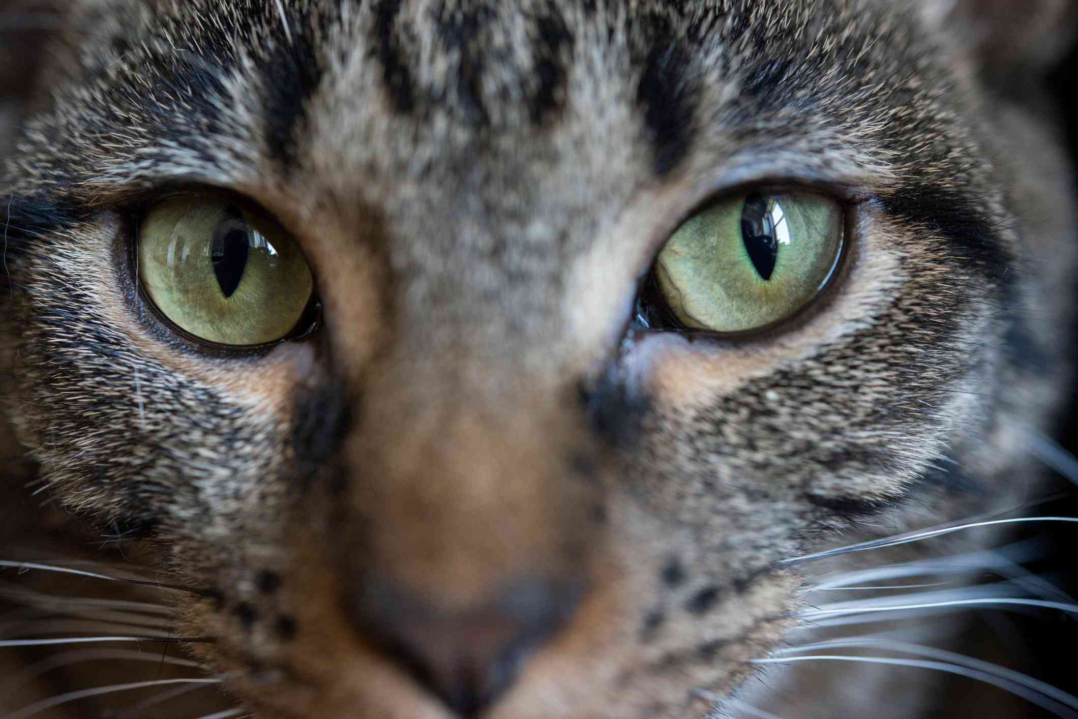 猫眼睛特写