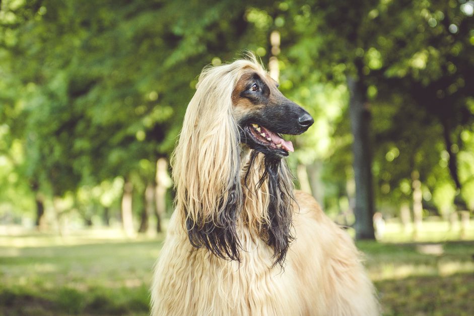 阿富汗猎犬