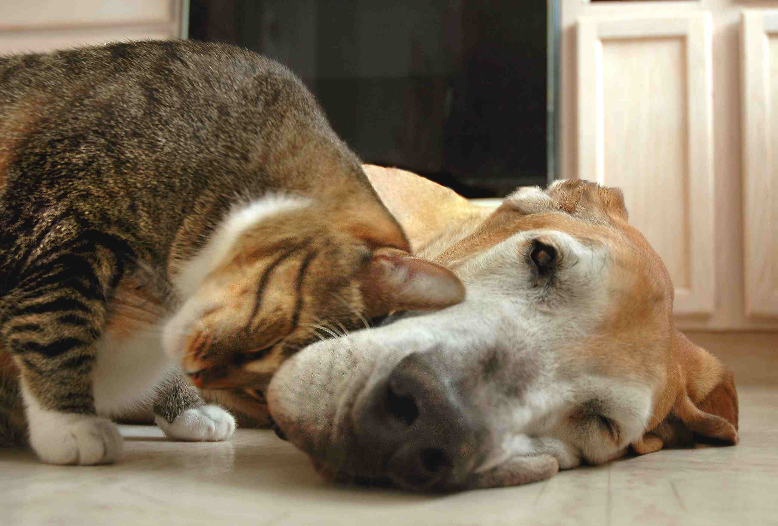 虎斑猫抚摸着躺在地板上的大丹犬。