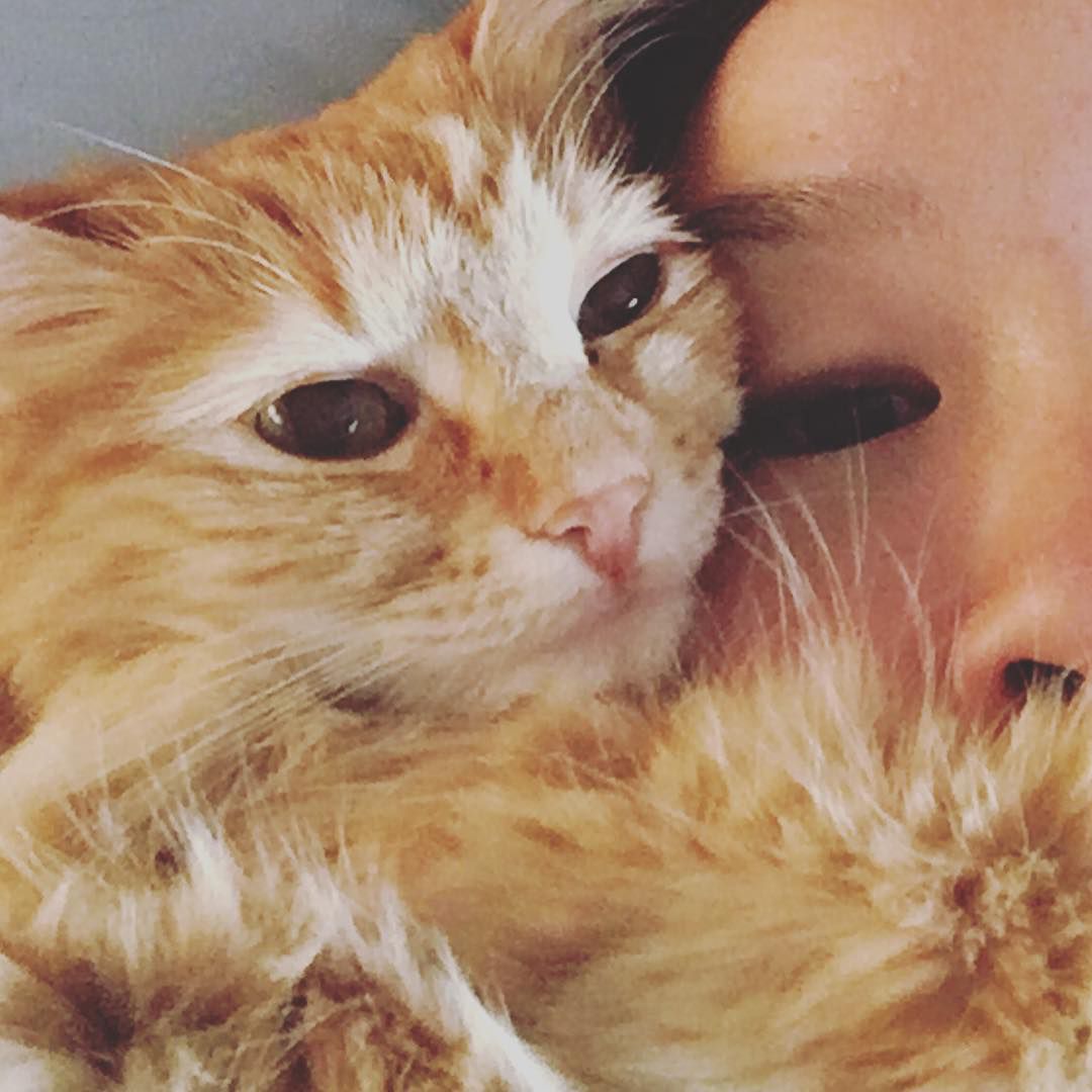 猫和人类