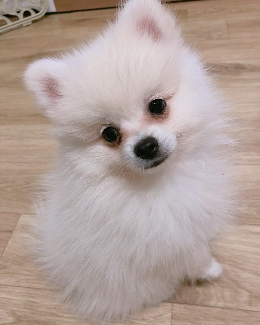 一只波美拉尼亚小狗正在看镜头。