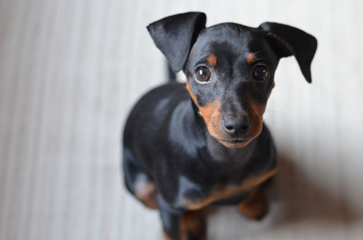 德国小猎犬幼犬肖像