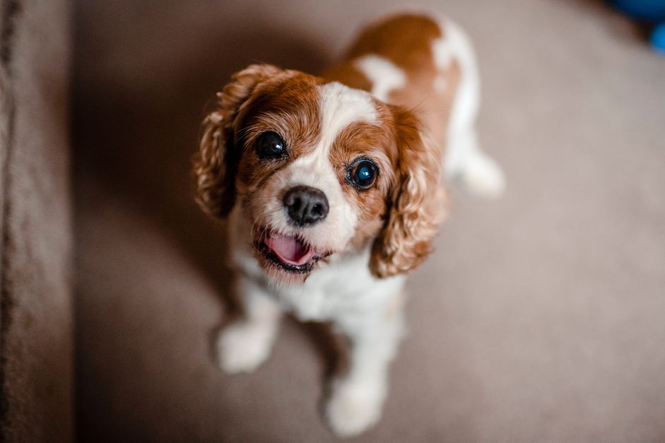 可爱的骑士犬站在家里的高角度肖像