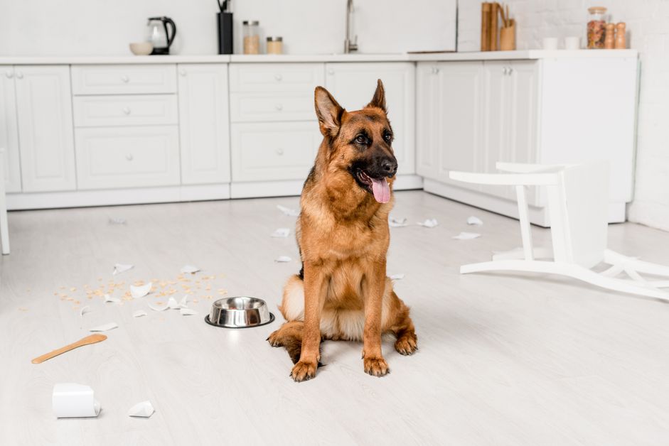 可爱的德国牧羊犬坐在地板上，金属碗和破碎的盘子在厨房