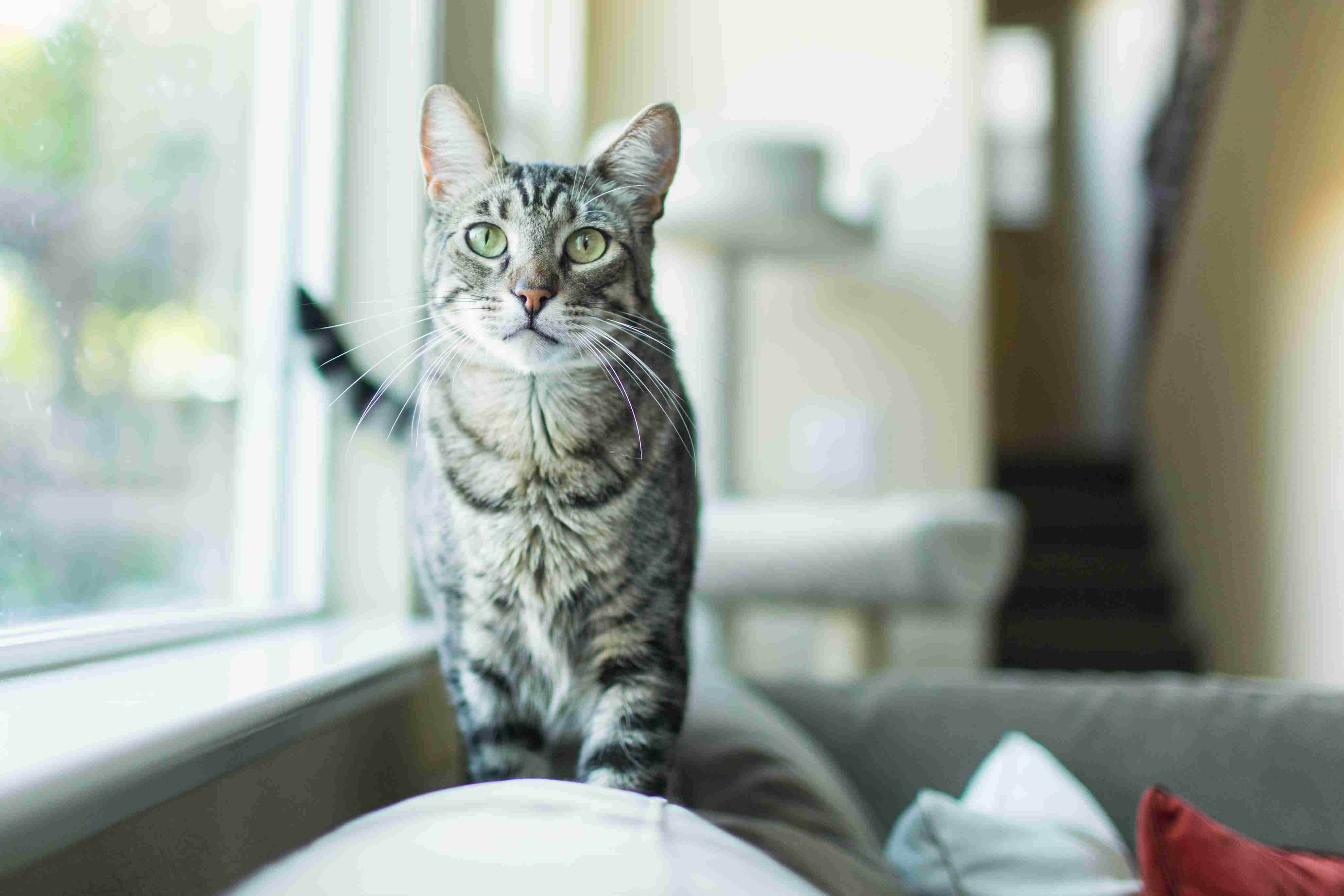 在室内玩耍的虎斑猫