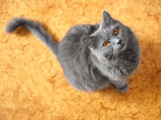 灰色的猫
