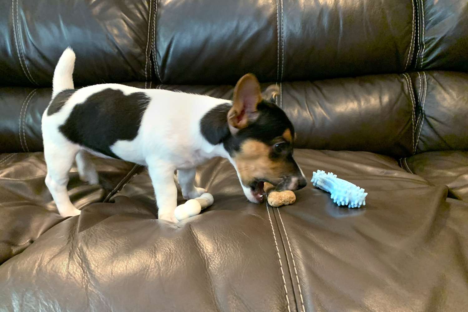 Puppy on couch chewing the Nylabone Puppy Chew Teething Pacifier