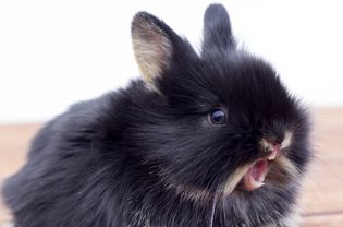 Dwarf rabbit with mouth open showing its teeth.