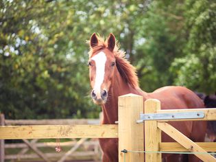 Chestnut Horse with Blaze
