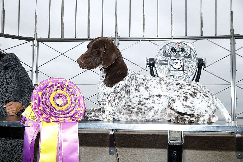 Handler Valerie Nunes Atkinson带着德国短毛犬CJ参观帝国大厦，CJ赢得了威斯敏斯特犬舍俱乐部的最佳表演