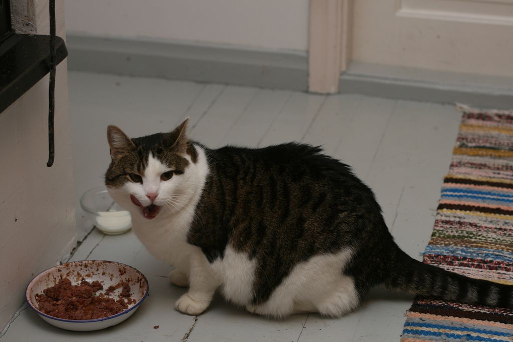 黑猫和白猫吃的食物盘在地板上。