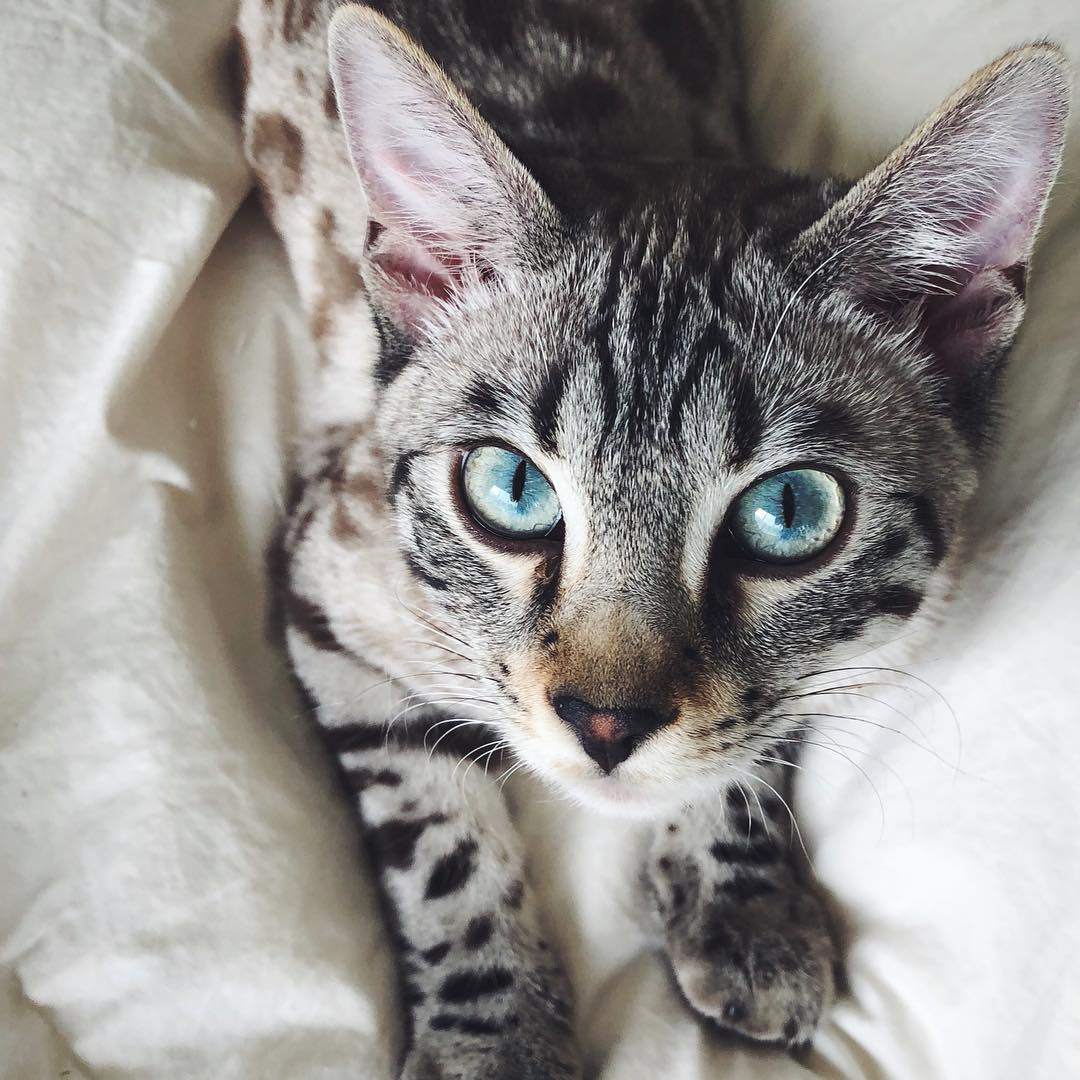 狼猫