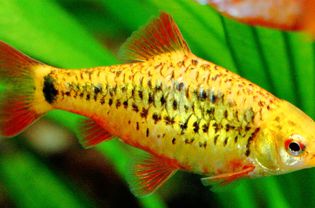 金倒钩-半长鳍Puntius semi ifasciolatus
