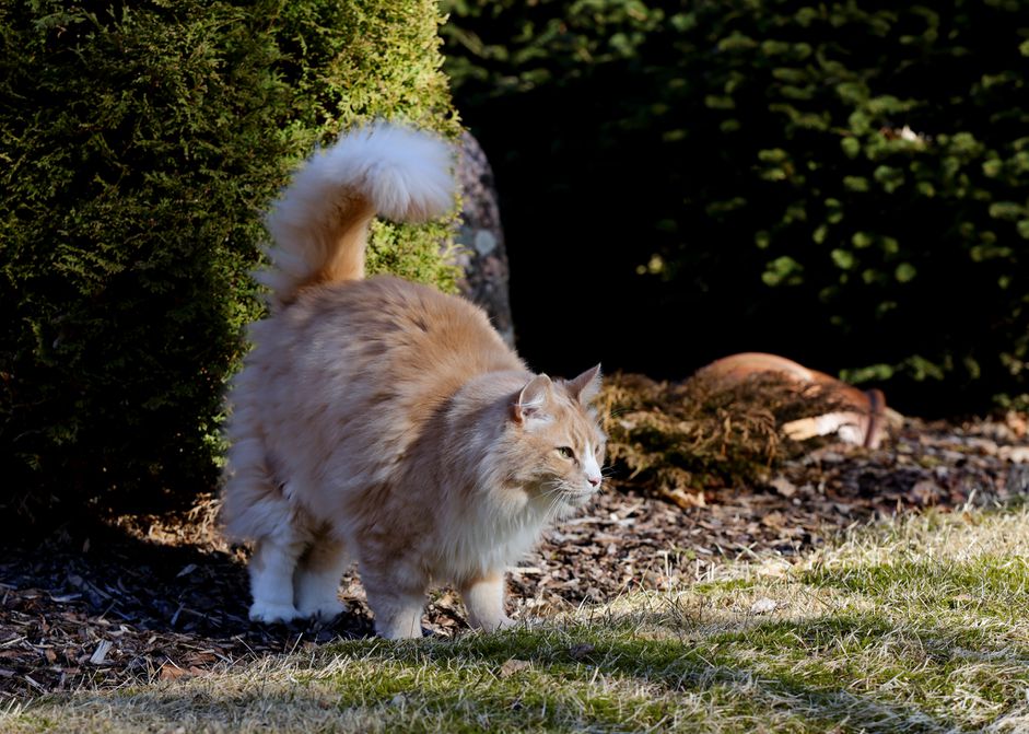 猫在外面打过鞭子。