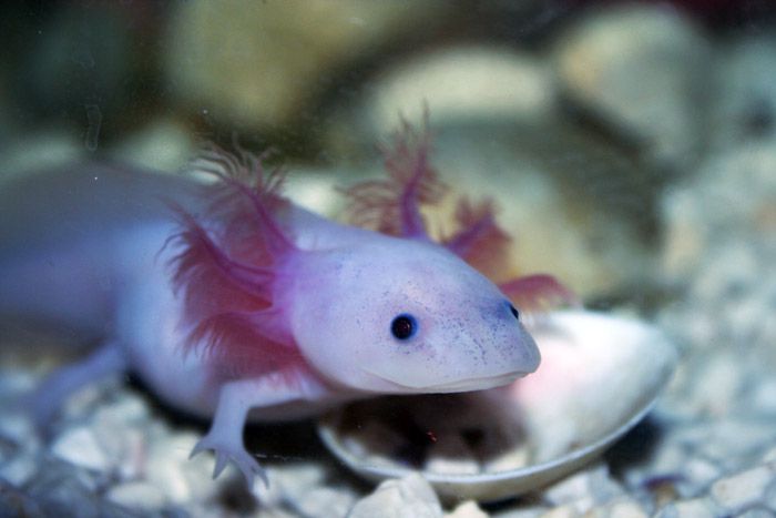 海里8个最可爱的水族馆小动物