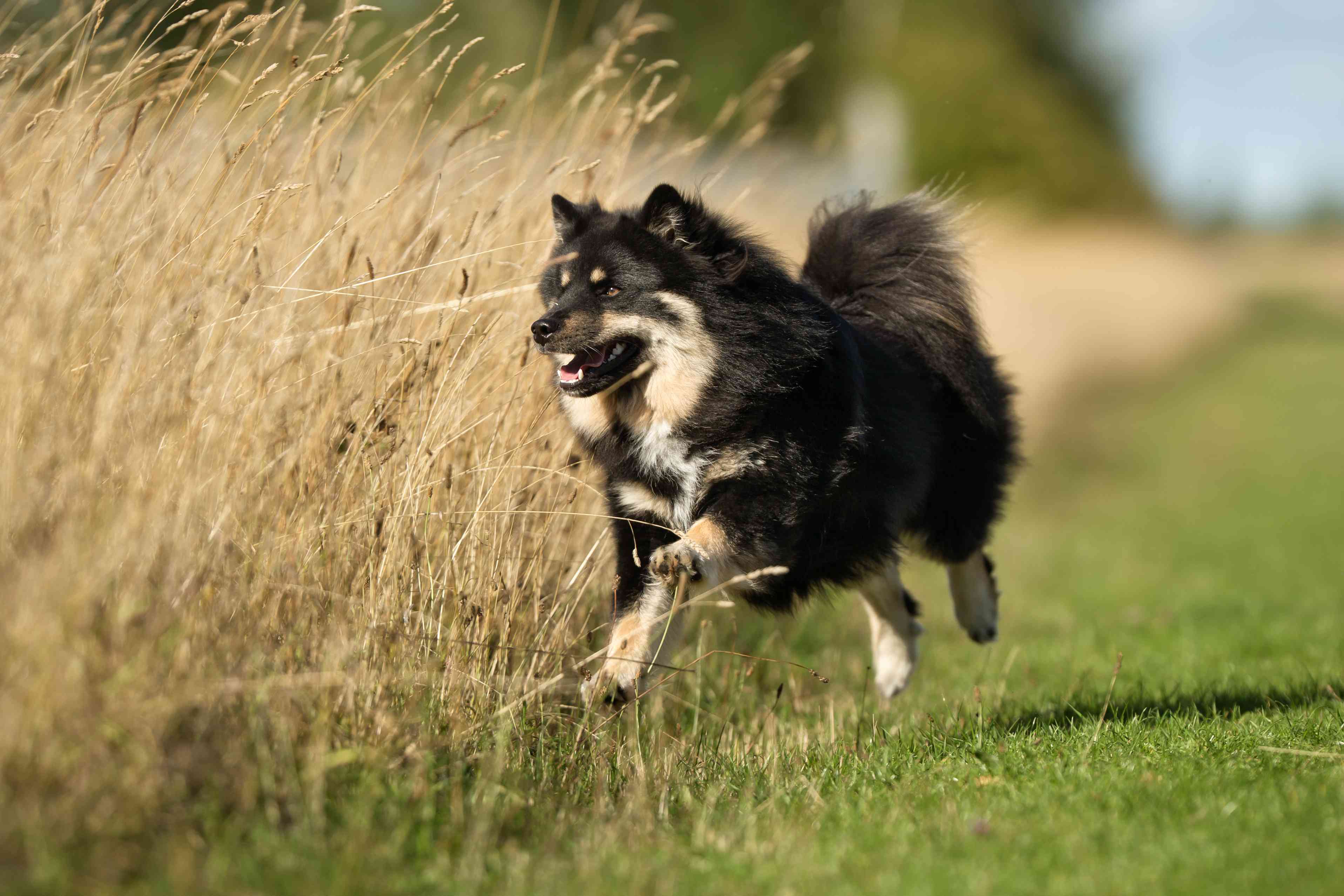 一只芬兰拉普兰猎犬在草地上奔跑