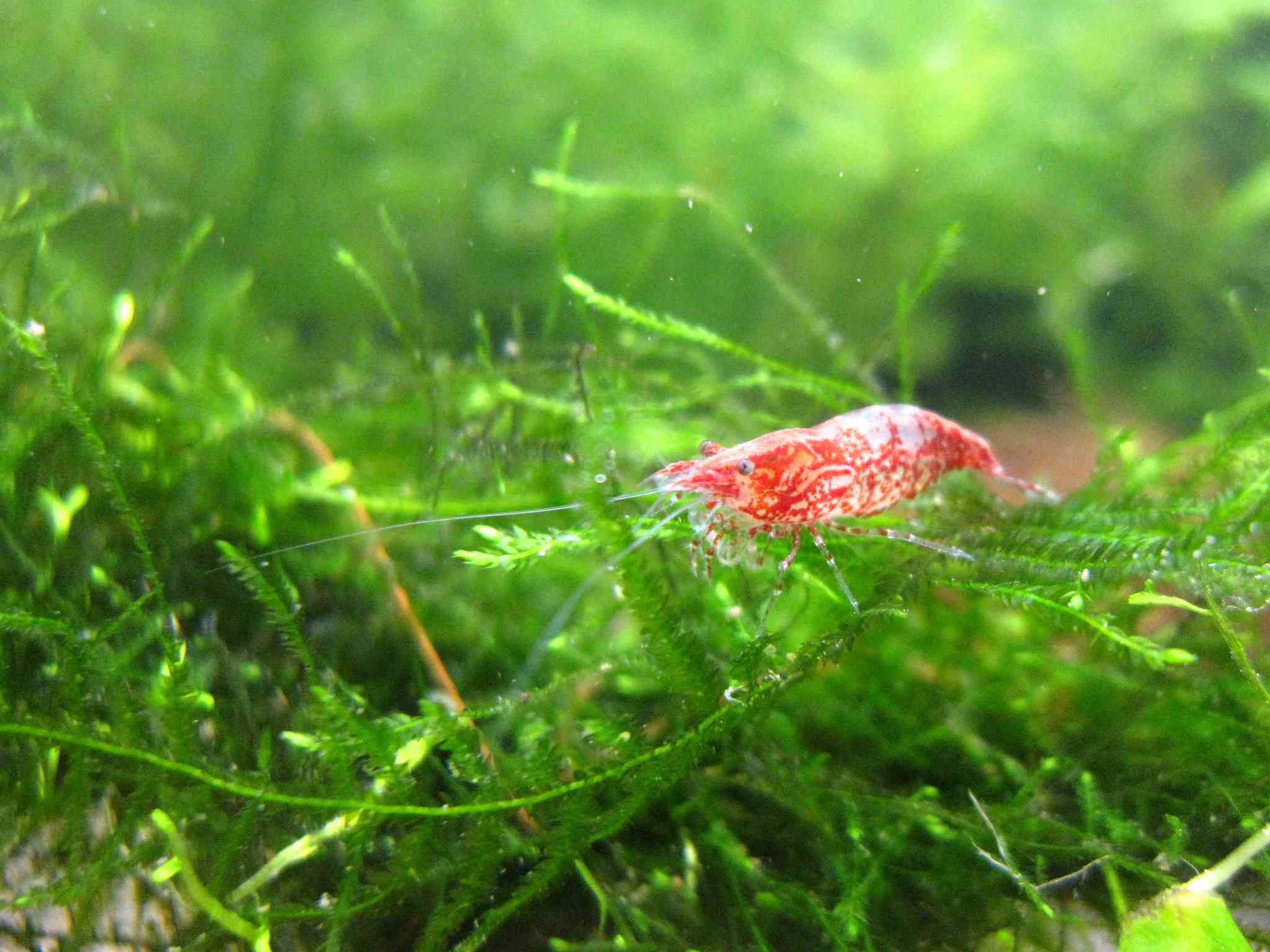 爪哇苔藓床上的观赏虾