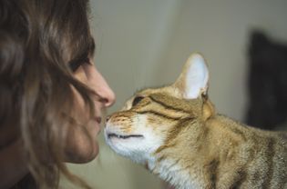 虎斑猫偷笑女士的脸