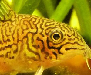 Corydoras trilineatus