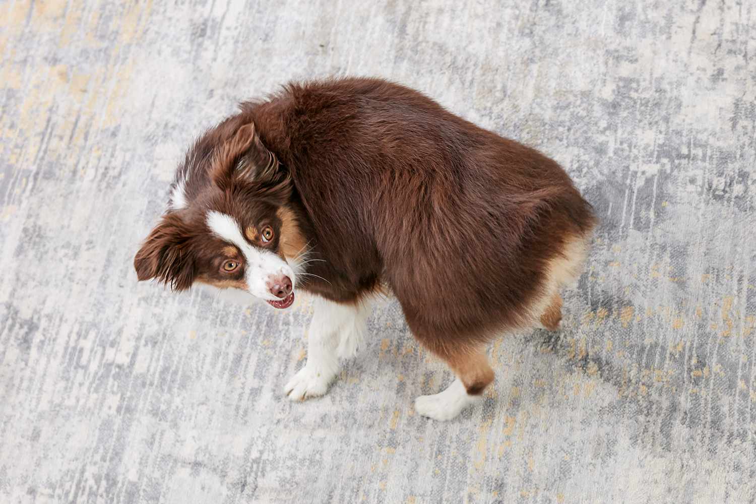 澳大利亚牧羊犬在纺纱