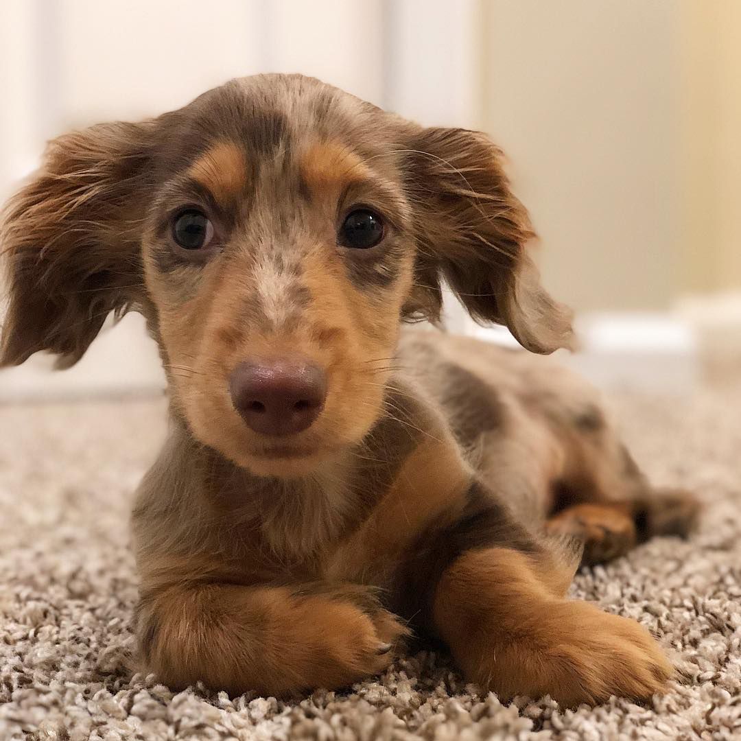 一只腊肠犬的特写。