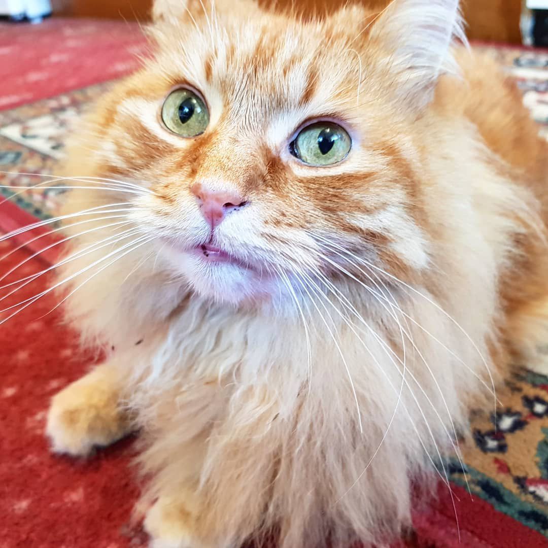 缅因库恩猫