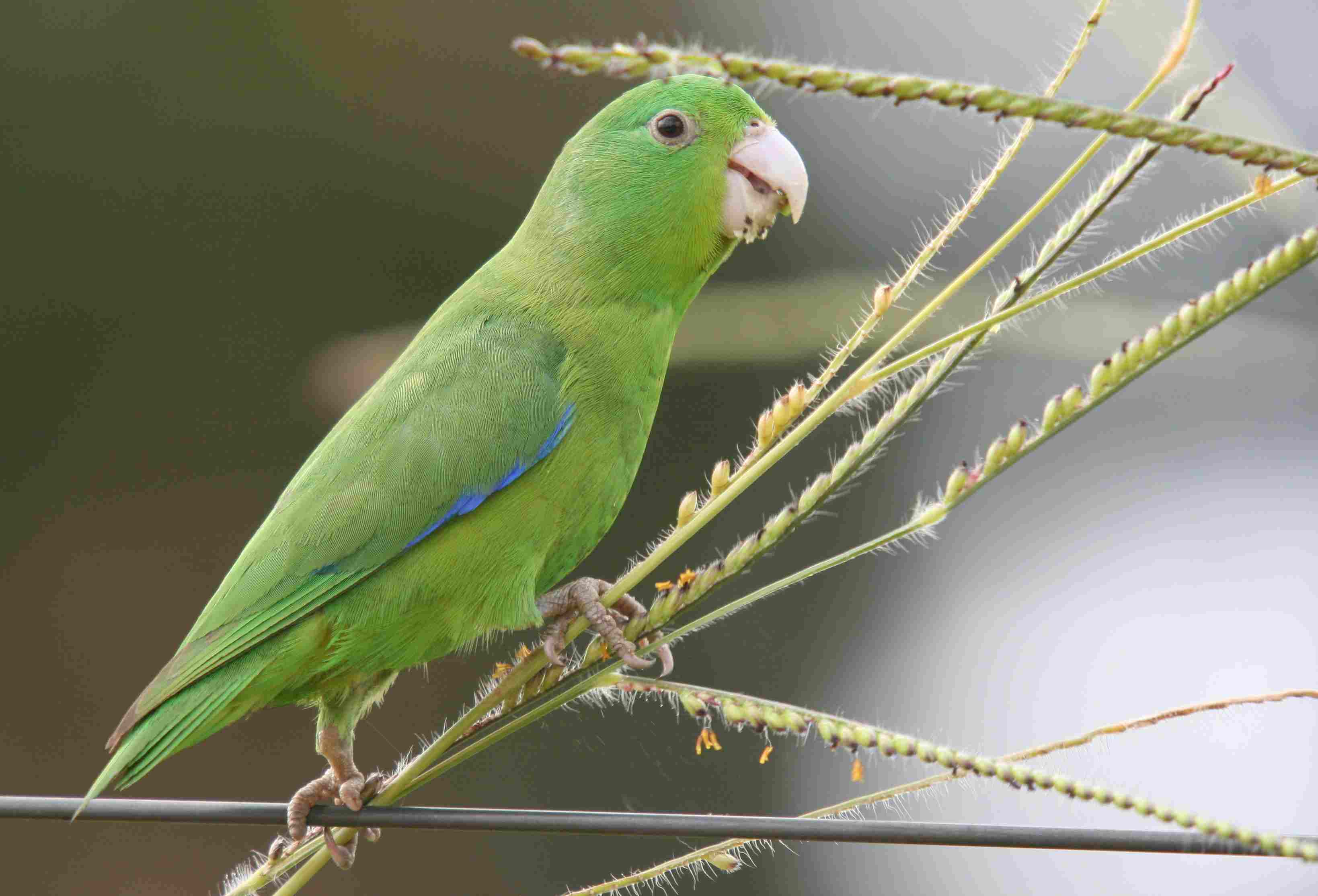 Blue-winged Parrotlet