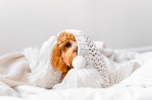 浅棕色毛茸茸的小狗在钩针毯子下玩耍