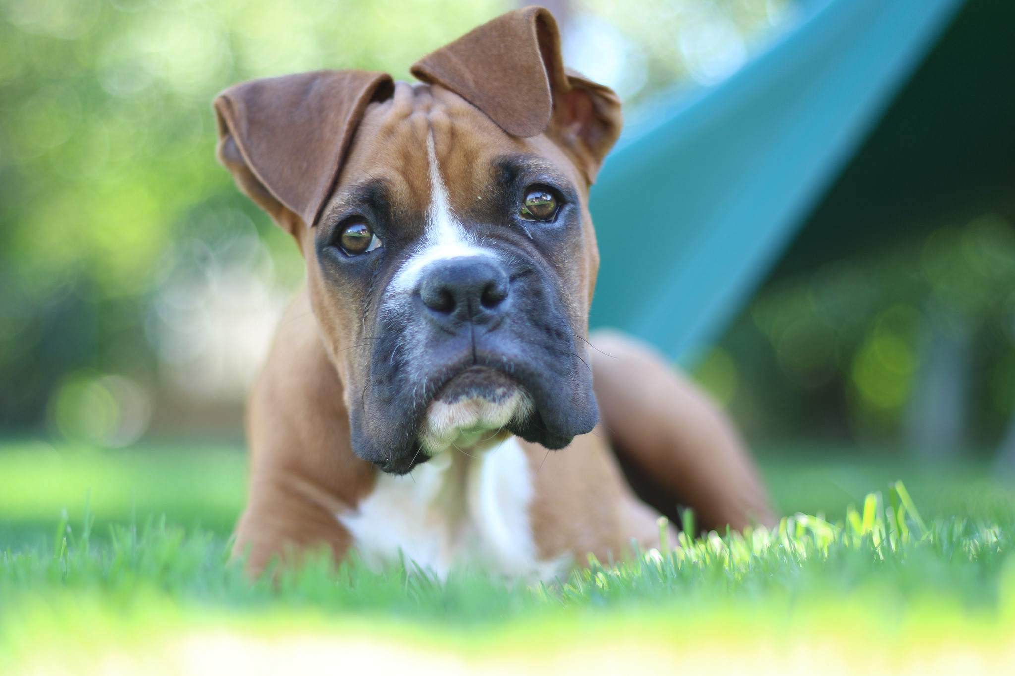 一只拳师犬正盯着摄像机。