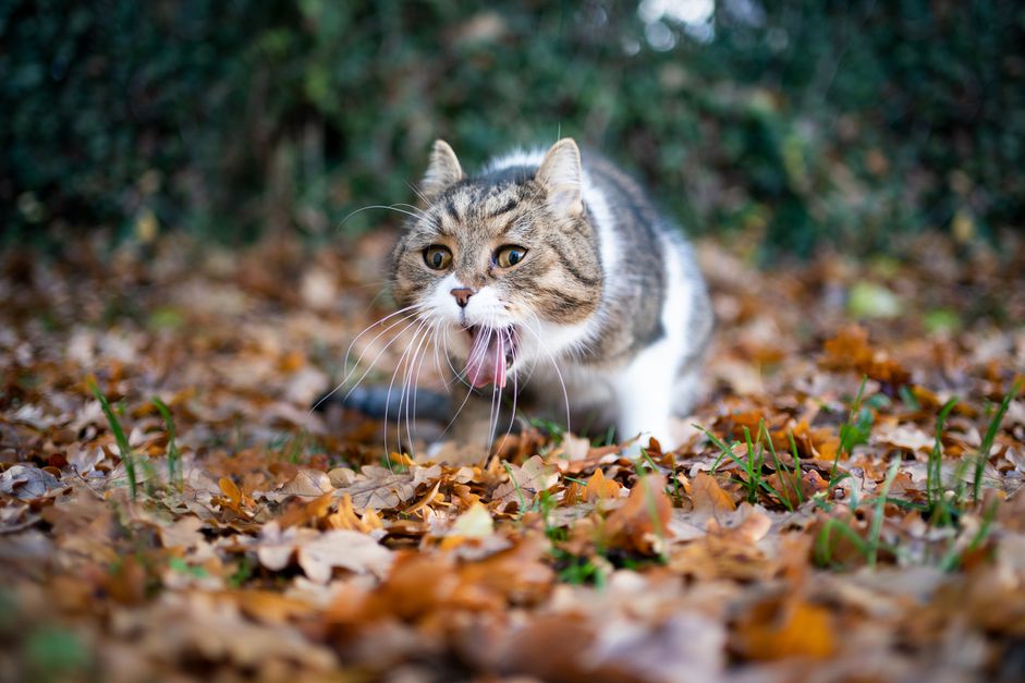 花斑白色的英国短毛猫，在室外的花园里吐在秋叶上