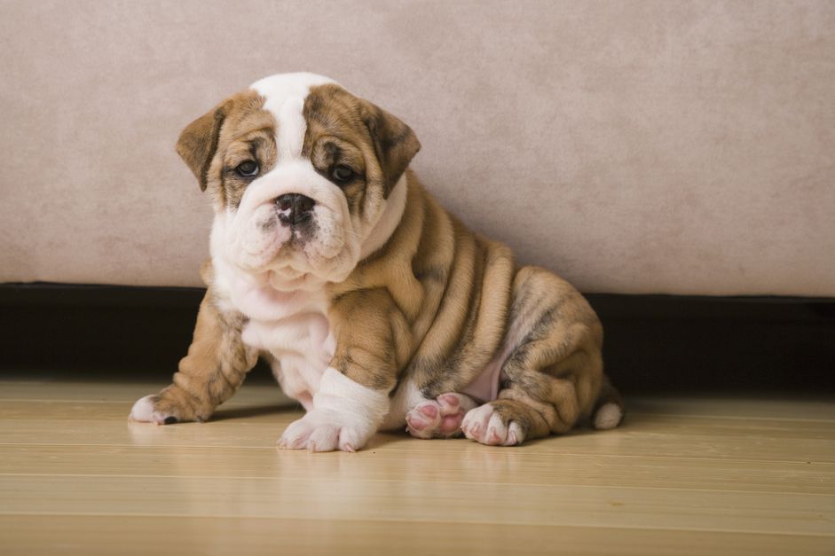 斑纹和白色斗牛犬幼犬