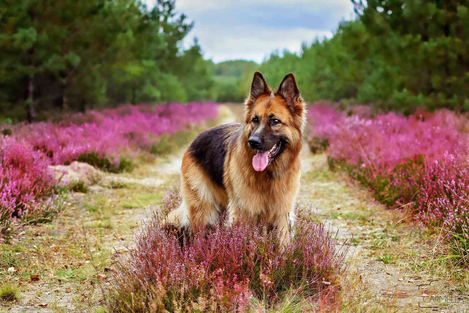 可爱的德国牧羊犬在野外