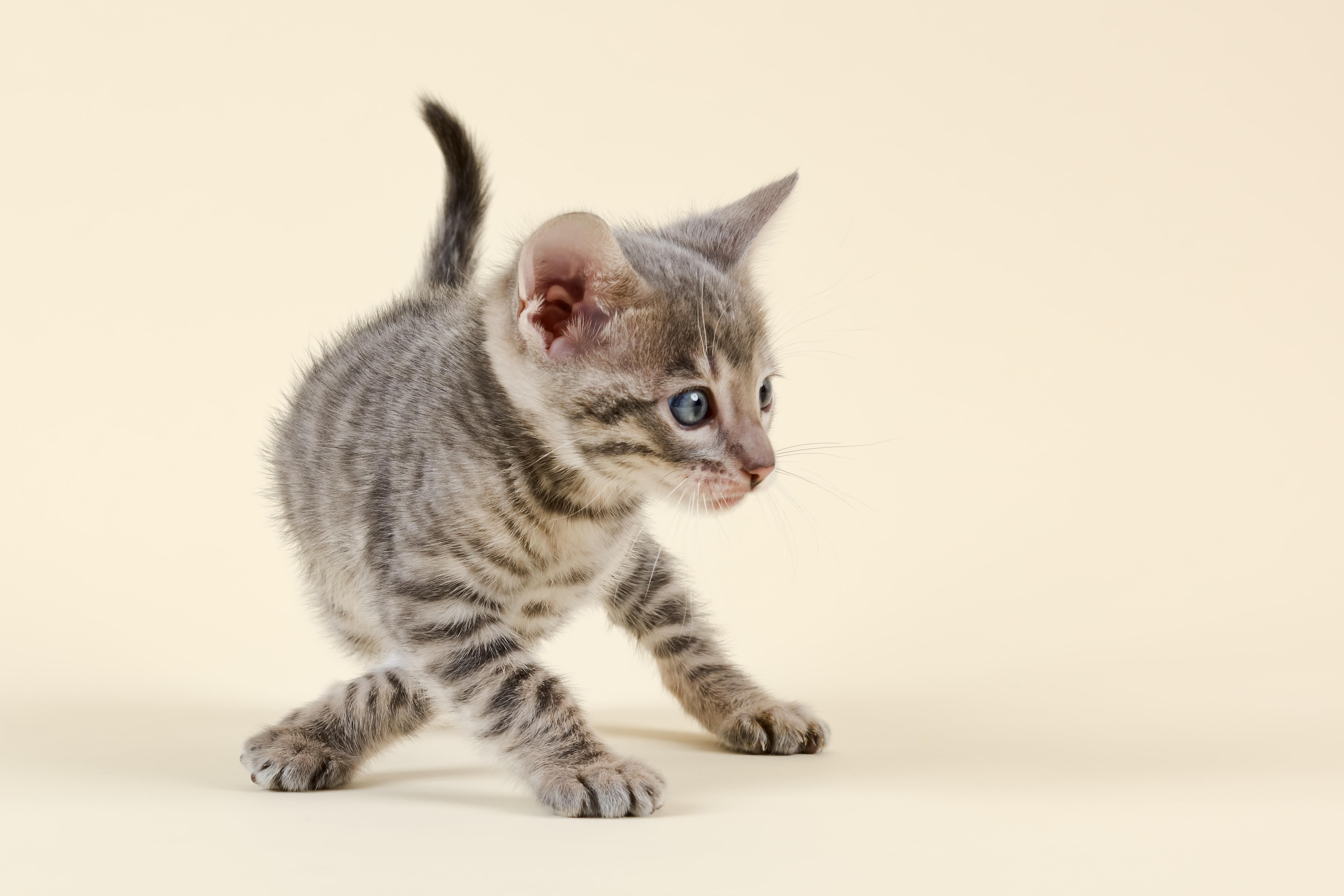 玩具猫(Felis silvestris)， 6周大，两爪交叉