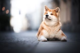 akita dog