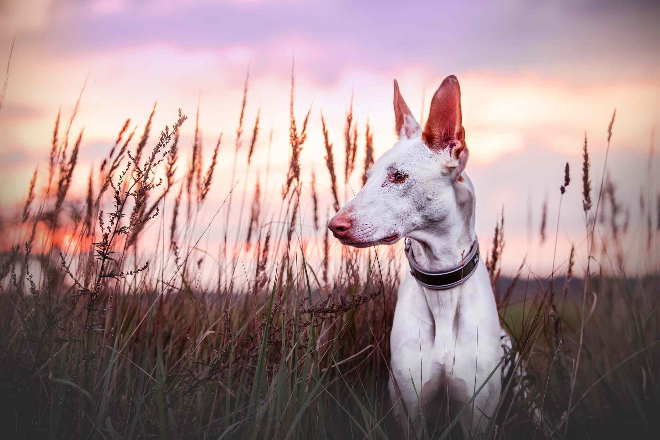 白色伊比沙猎犬在高高的草丛中