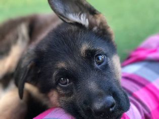 可爱的德国牧羊犬