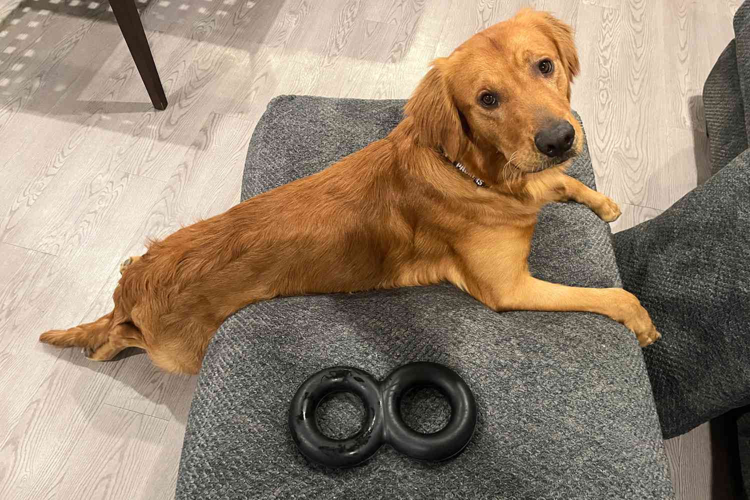 Dog laying on the couch next to the Goughnuts Maxx Heavy Duty Tug Dog Toy