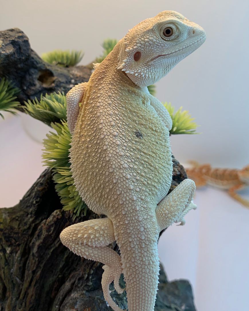 (F)白色Hypo Morph Beardie
