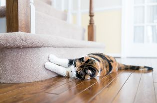 印花布猫在室内的地毯、地板、楼梯、楼梯上刮指甲，破坏它