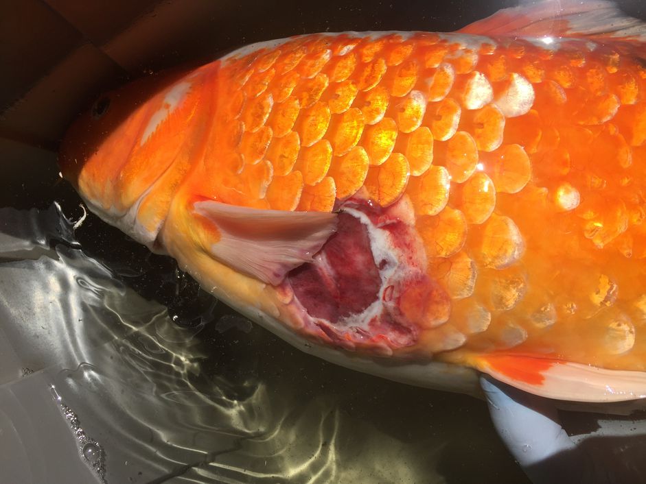锦鲤伴侧溃疡，可能由假单胞虫病所致