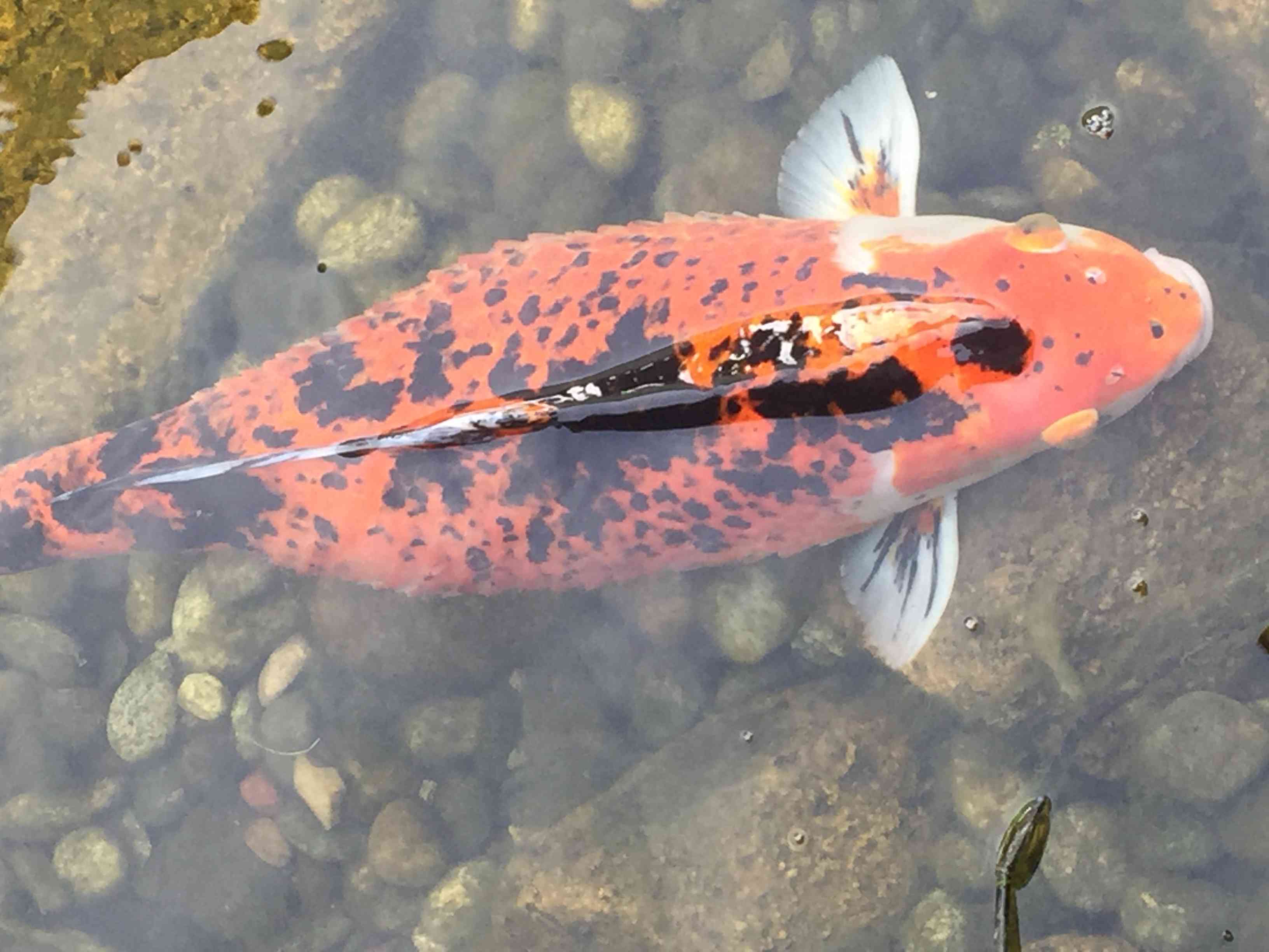 锦鲤和