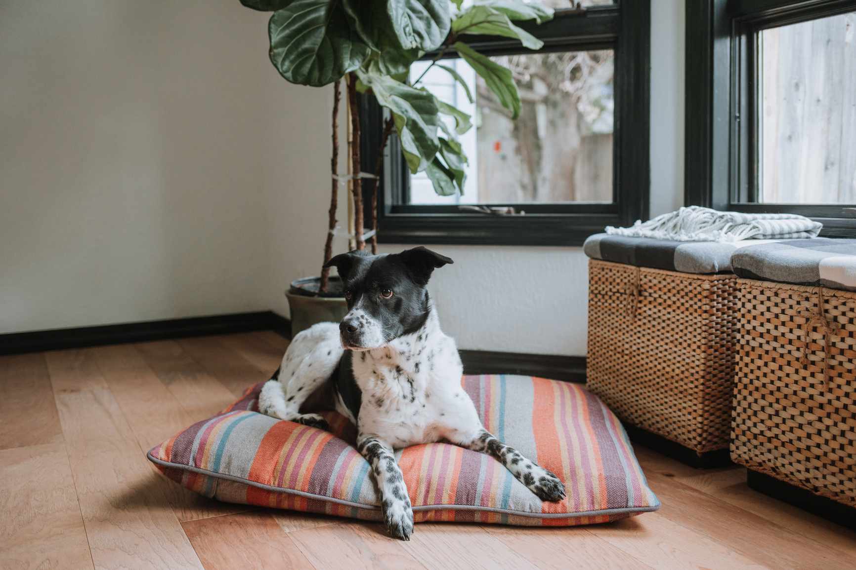 一只指针犬在枕头上休息