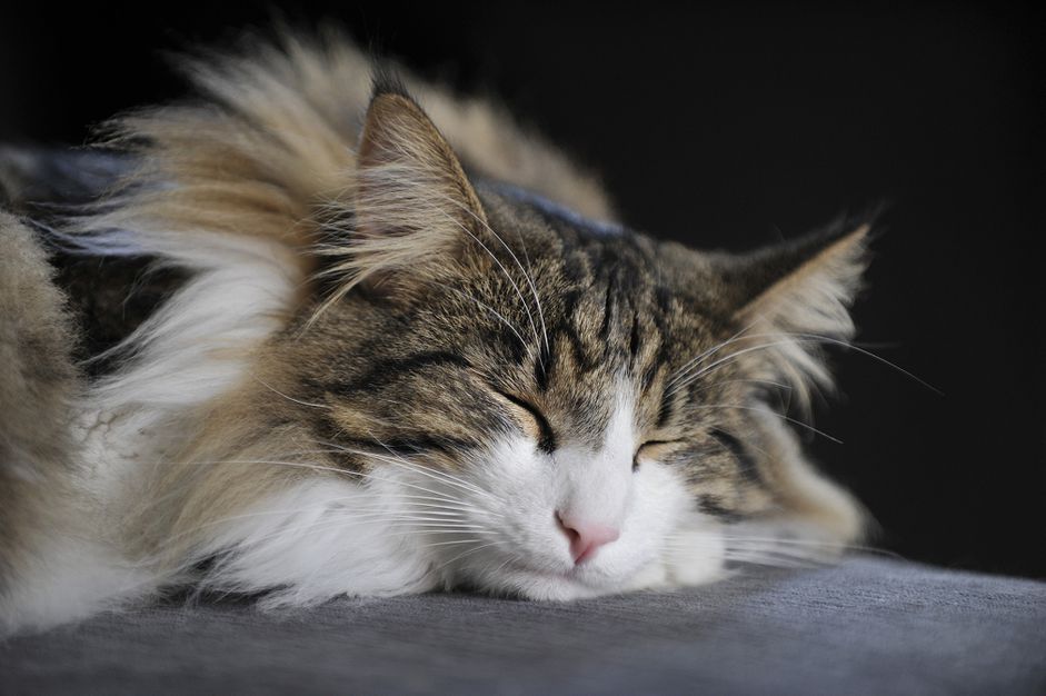 挪威森林猫睡觉的照片
