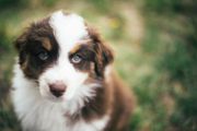 一只澳大利亚牧羊犬幼犬