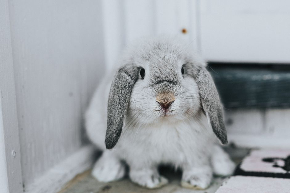生病的宠物兔子