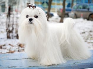 马耳他