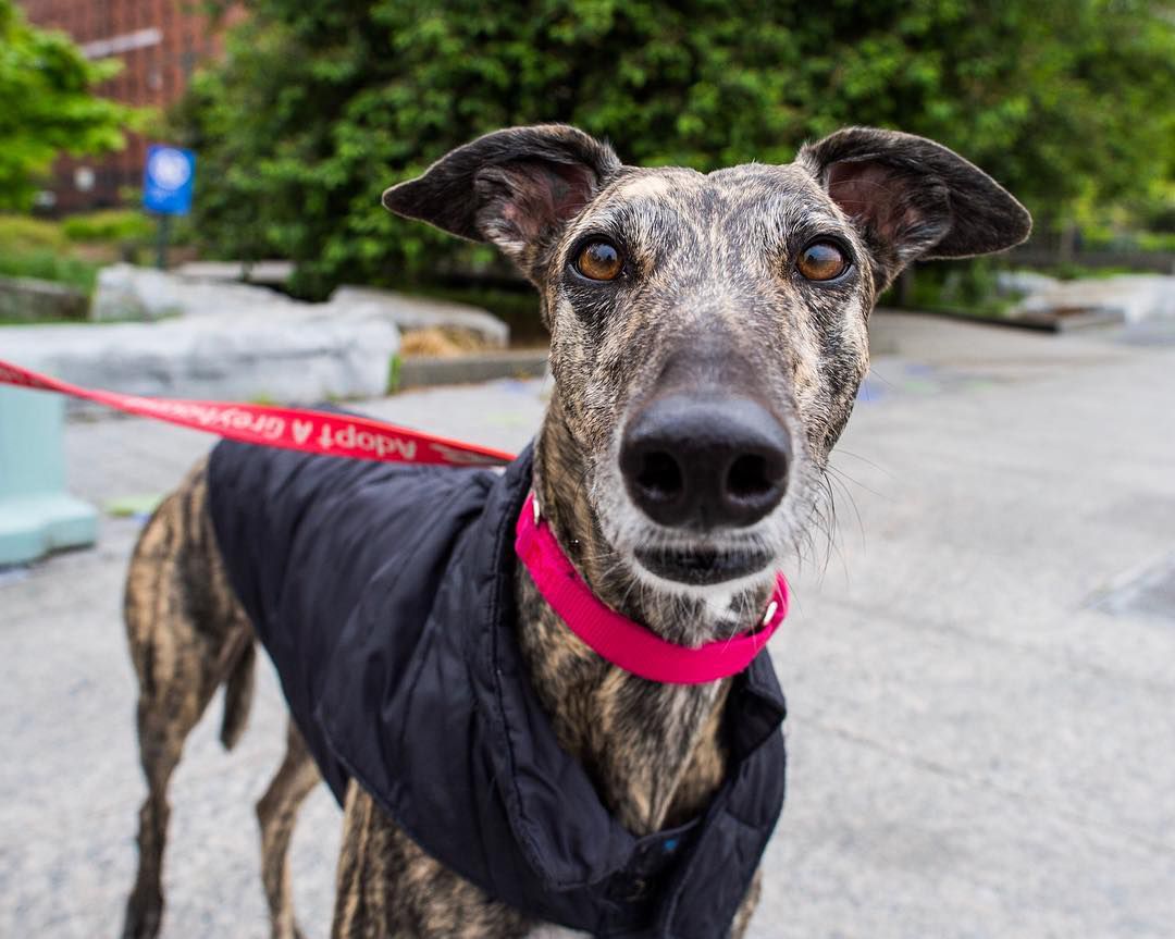 的Dogist