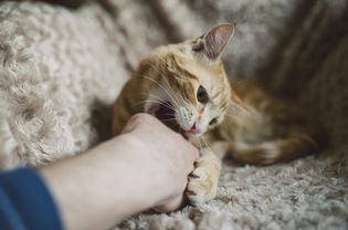 猫咬主人